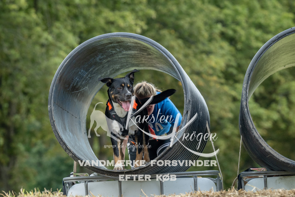 1030_ZZ92342 | kk-dogfotos