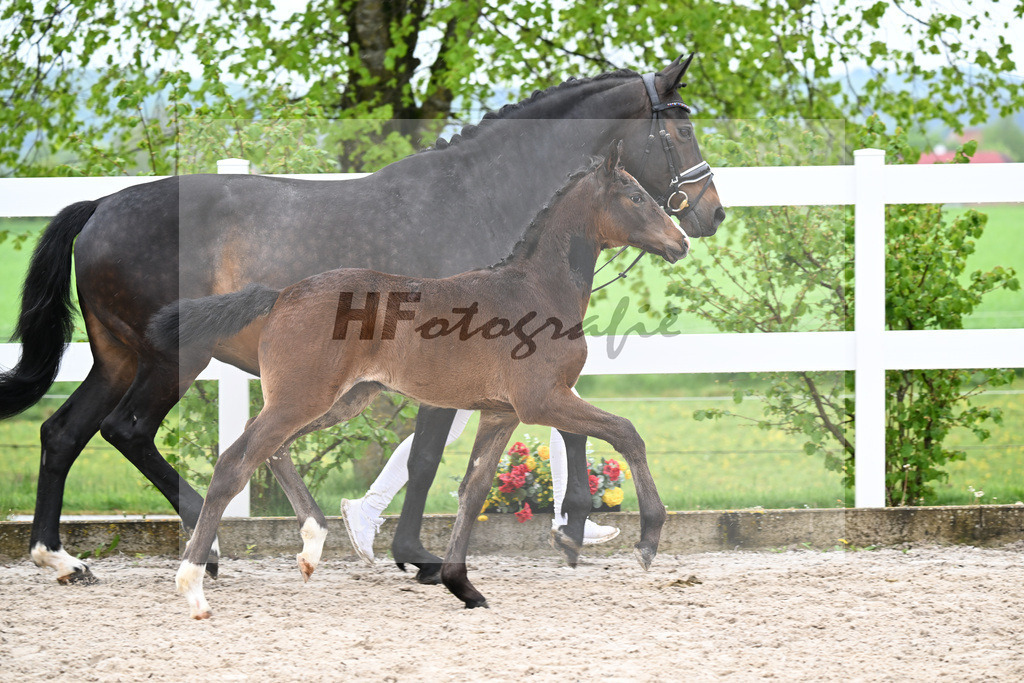 Kat-Nr. 45 SF Chaccothage Blue PS x Concetto_Lang-Wengert_23261573 | hf-fotografie - Realisiert mit Pictrs.com