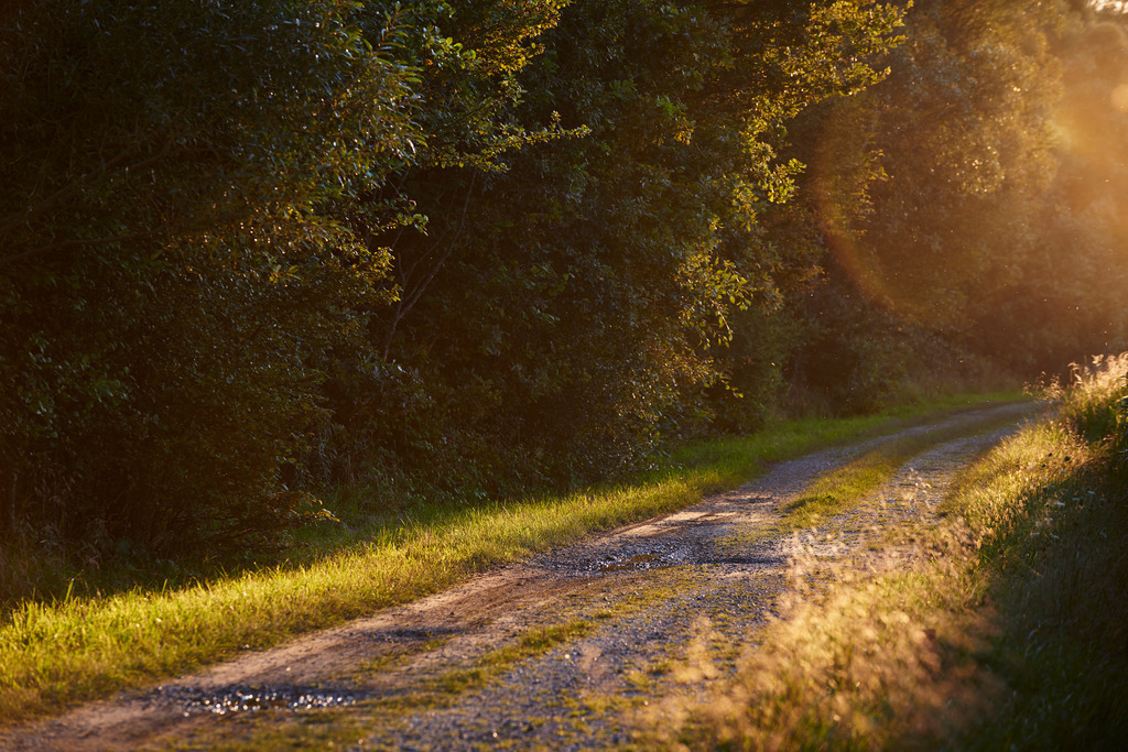 Gueterweg im Gegenlicht | Rauchwart, Austria - August 17, 2014: Güterweg am Waldrand im Gegenlicht. - Realisiert mit Pictrs.com