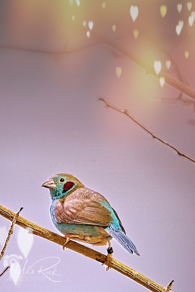 Schmetterlingsfink | Entdecken Sie Fotografie aus Leidenschaft: Auftragsfotografie, HD-Fotos, Geschenkartikel aus Ihren Bildern und vieles mehr. Beauftragen Sie uns für besondere Momente!