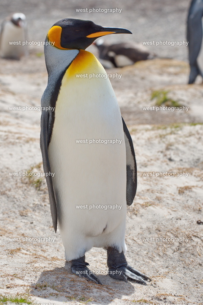 King Penguin 1 SND - FLK 2014 | west photography - Realisiert mit Pictrs.com