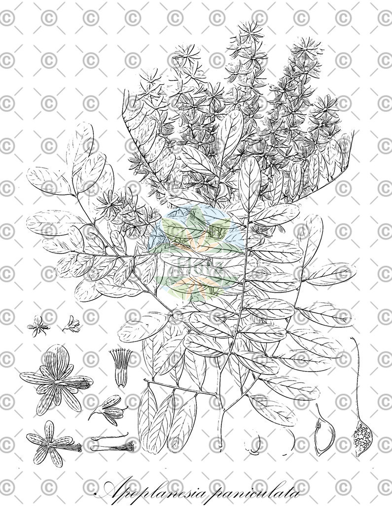 HistAbb_wfo-0000540915_1_ENZY_Simple | Historische Abbildung von Apoplanesia paniculata - Fabaceae | Historical Illustration of Apoplanesia paniculata - Fabaceae