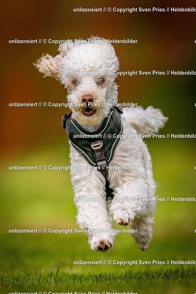 Sven Pries | 2024-09-22 - Hunderennen Baden-BadenPudelverein - Realisiert mit Pictrs.com