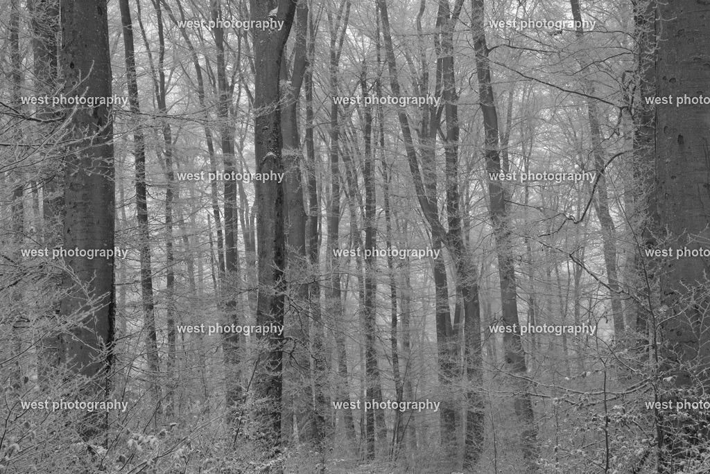 Gempen Forest sw - SUI 2017 | west photography - Realisiert mit Pictrs.com