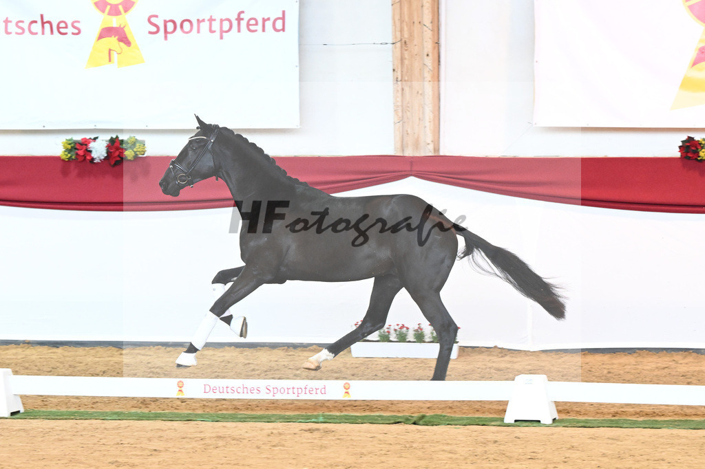 Kat-Nr. 45 Raven x Everdale_Rakelbusch_43230767 | hf-fotografie - Realisiert mit Pictrs.com