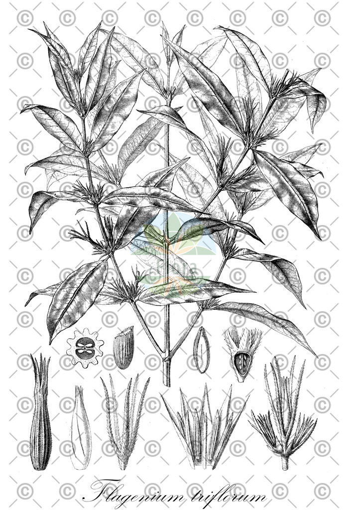 HistAbb_EMP_122830_1_SIMPLE | Historische Abbildung von Flagenium triflorum - Rubiaceae | Historical Illustration of Flagenium triflorum - Rubiaceae