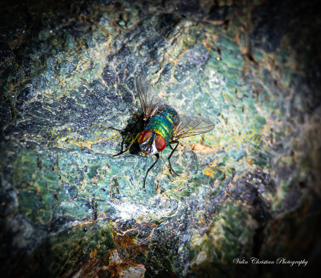 Macro 30 | Christian Vulin  - Realisiert mit Pictrs.com