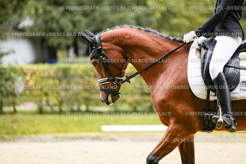 DSC07980 | Pferdegrafie