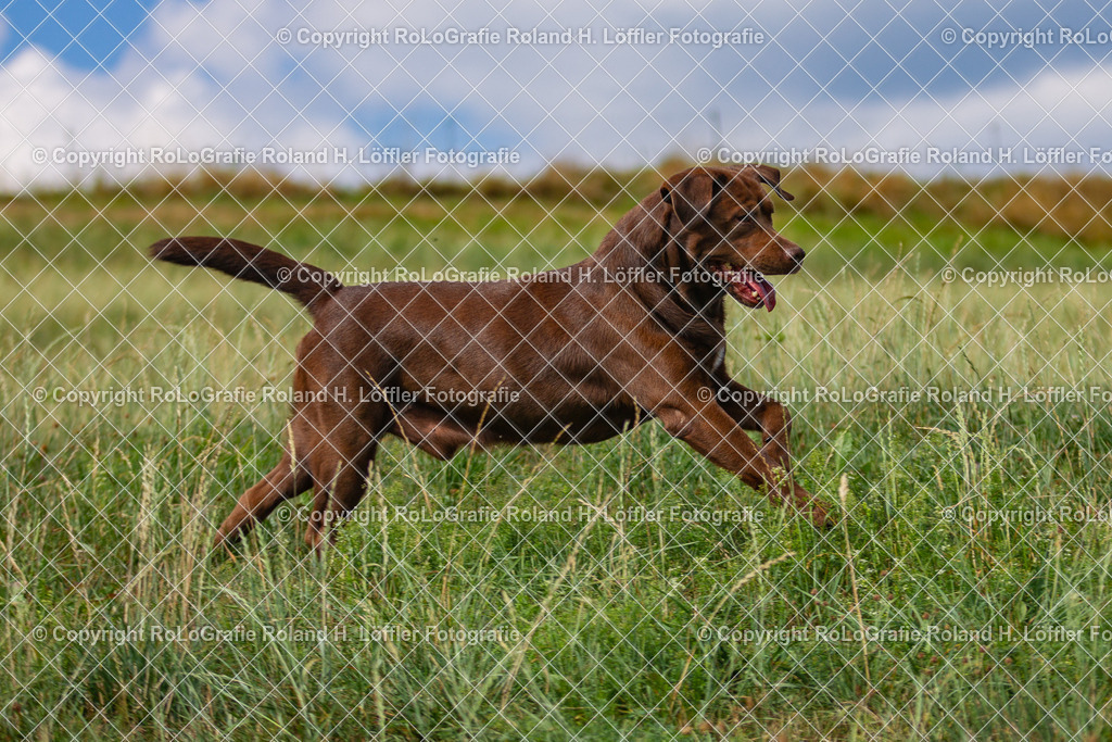 Hund_01 | Brauner Labrador springt - Realisiert mit Pictrs.com