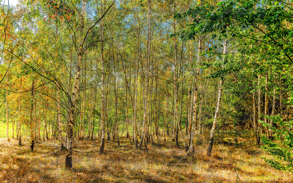 Ein idyllischer Birkenwald im Harz bei Sonnenschein---Harz | Ein kleiner Birkenwald mitten im Harz. Entdeckt während einer Wanderung auf dem Hexensteig. - Realisiert mit Pictrs.com