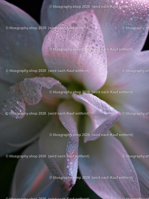 titusgraphy-P1278969_pe | Fotokunstarbeit aus der INSTAGRAM-Gallerie auf titusgraphy.eu - Realisiert mit Pictrs.com