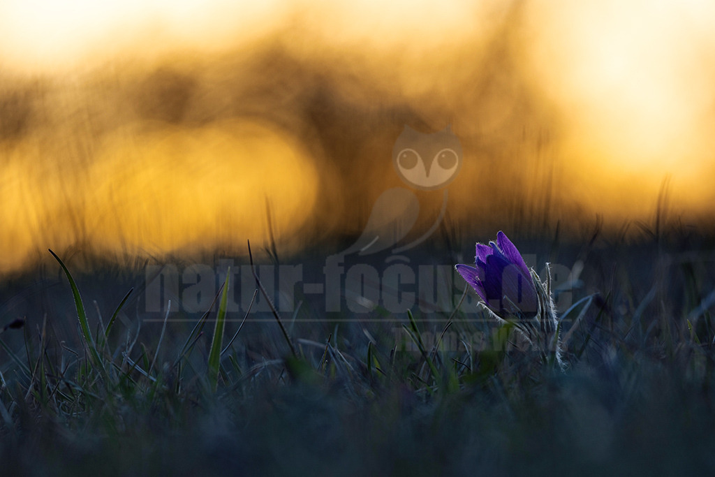 R5NF8441-20230414 | Auf kalkhaltigen, eher trockenen Böden wächst die Echte Kuh- oder Küchenschelle, wenn sie extensiv beweidet oder auf andere Art offengehalten werden. Besonders in Norddeutschland ist die Art sehr
selten geworden. - Realisiert mit Pictrs.com