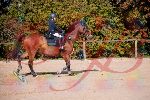 2026_10_03_Siefer-Hof_143735_Z81_06572734 | Professionelle Reitsport-, Turnier- und Eventfotografie von Robert Broda. Galerien mit ausgewählten und bearbeiteten Bildern direkt online ansehen und bestellen.