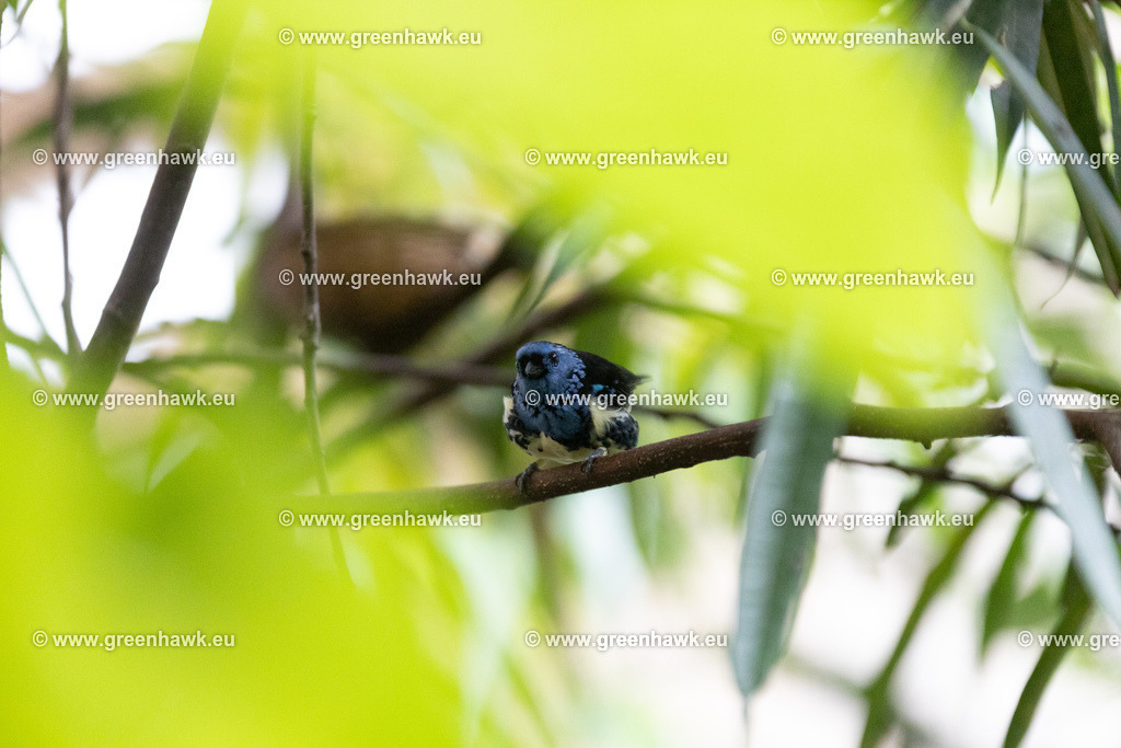 _MG_9033 | Greenhawks Bilder Shop für Landschaften, Urban, Tiere und weiteres als Poster Leinwand oder Fotogeschenk für Ostern Weihnachten oder Geburtstag  - Realisiert mit Pictrs.com