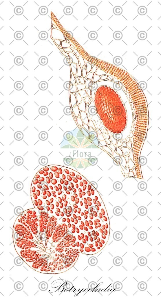 HistAbb_3BXH_2_ENZY_Simple | Historische Abbildung von Botryocladia - Rhodymeniaceae (0) | Historical Illustration of Botryocladia - Rhodymeniaceae (0)