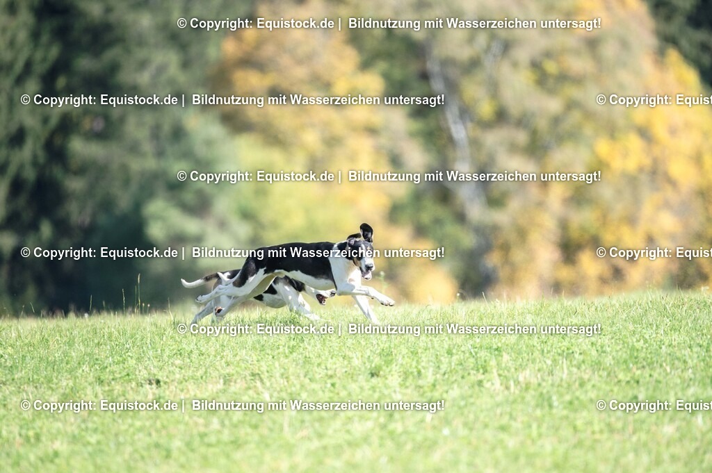 20251011_Jagd-Marbach_0379 | Foto: Thomas Hartig