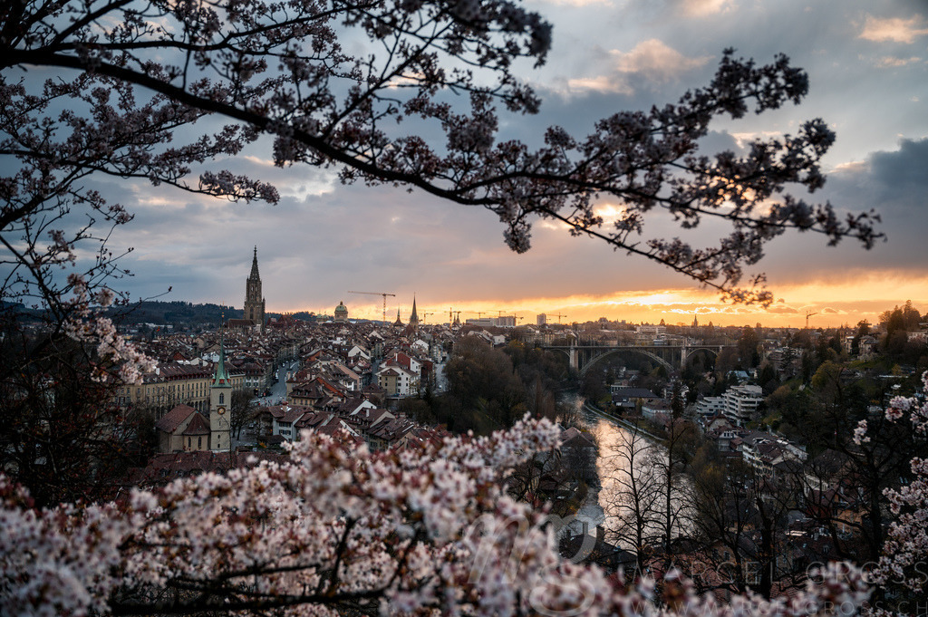 cherry blossom in Berne | Die ideale Geschenkidee für Naturliebhaber. Naturbilder von Marcel Gross Photography für ihr Zuhause in den verschiedensten Formaten und Materialien. - Realisiert mit Pictrs.com