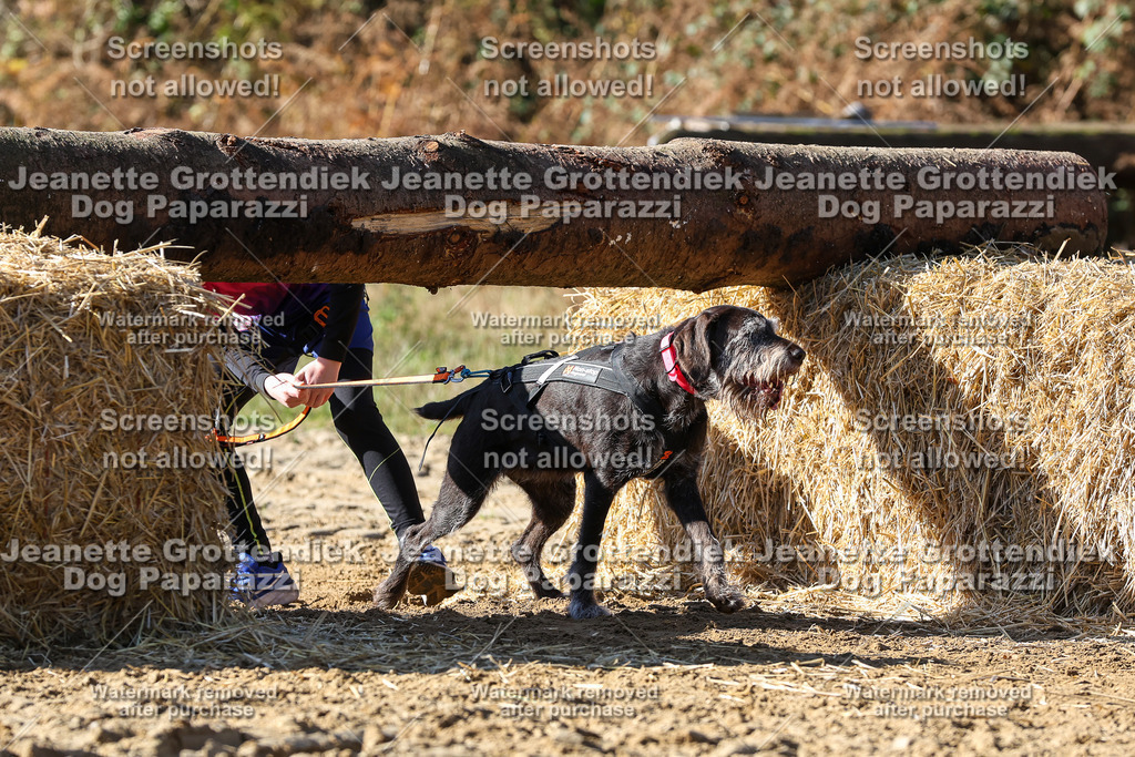 Dog Paparazzi - Strongdog 10-25-2909 | Dog Paparazzi Jeanette Grottendiek Fotografie & Videografie - Realisiert mit Pictrs.com