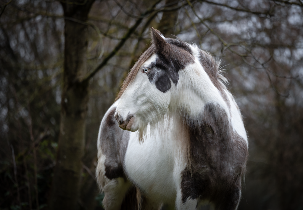1B1A0404.b2 | Emotionale Pferde- & People-Fotografie rund um Heidelberg, Leimen & Umgebung. Natürliche Fotos von Pferd, Mensch & Familie. Jetzt Termin sichern!