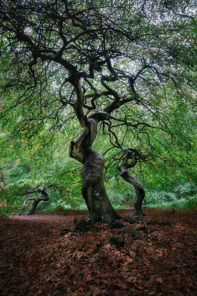 Verwoben im Waldlicht | Im Zauberwald der Krüppelbuchen auf Rügen scheint die Natur ihrer Fantasie freien Lauf gelassen zu haben. Die knorrigen, verdrehten Äste formen verspielte Linien im Raum und lassen den Wald beinahe lebendig wirken. Es ist ein Ort, der Geschichten erzählt – leise, geheimnisvoll und voller Poesie. - Realisiert mit Pictrs.com