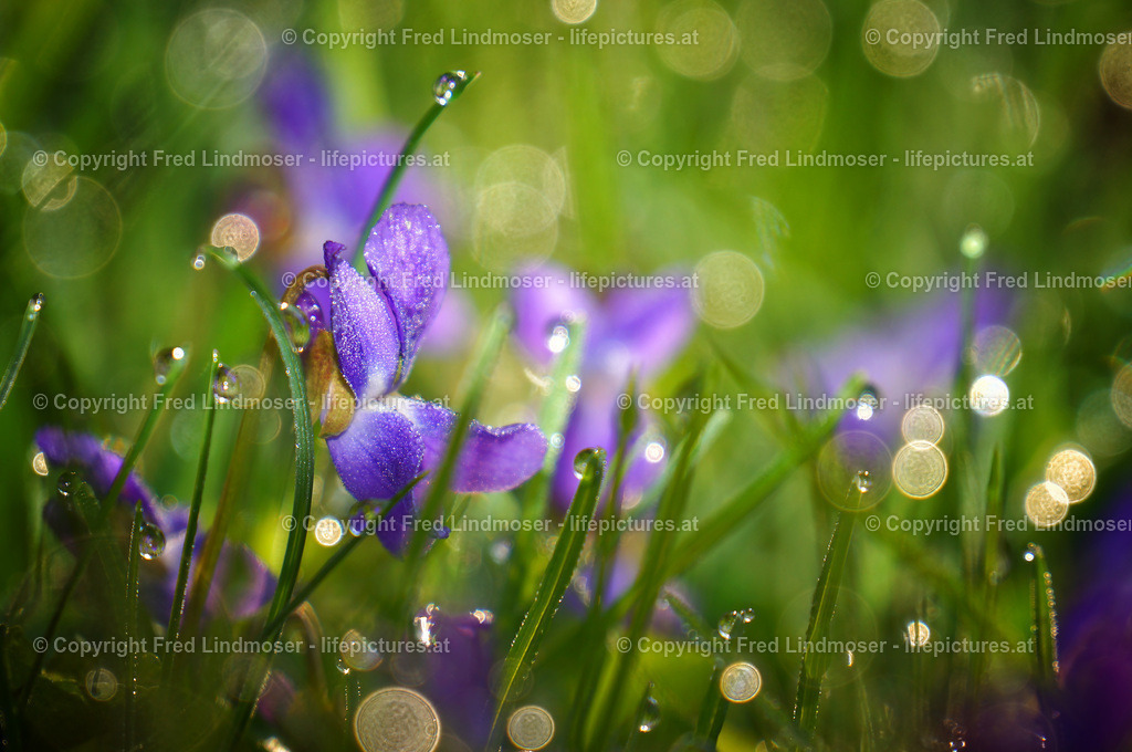 Morgentau | Fotos und Fotoprodukte - Realisiert mit Pictrs.com