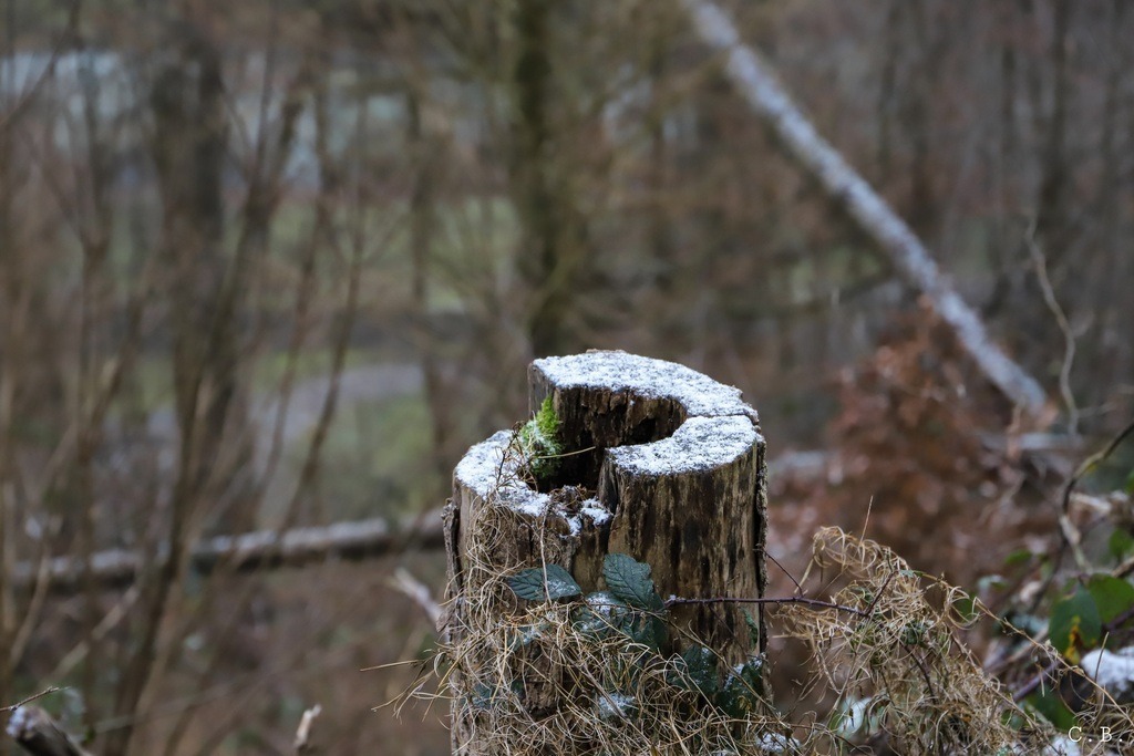 Puderzucker im Wald. | Frau-CB - Realisiert mit Pictrs.com