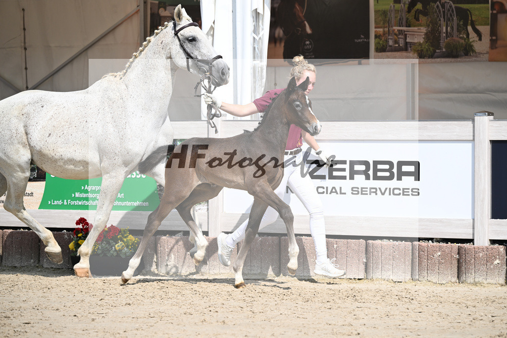 Dia Corrado x Carpalo_HF_Stierle_12250277 | hf-fotografie - Realisiert mit Pictrs.com