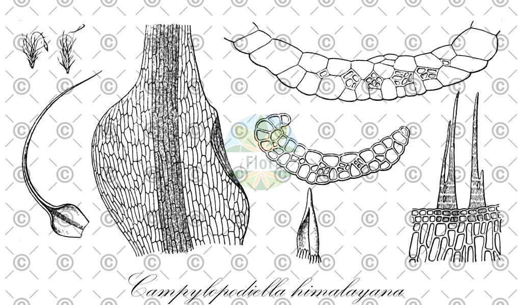 HistAbb_wfo-1000017817_1_ENZY_Simple | Historische Abbildung von Campylopodiella himalayana - Leucobryaceae | Historical Illustration of Campylopodiella himalayana - Leucobryaceae