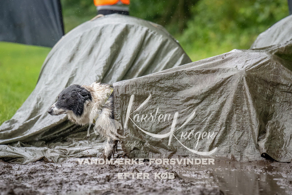 0939_ZZ91570-Bearbeitet | kk-dogfotos