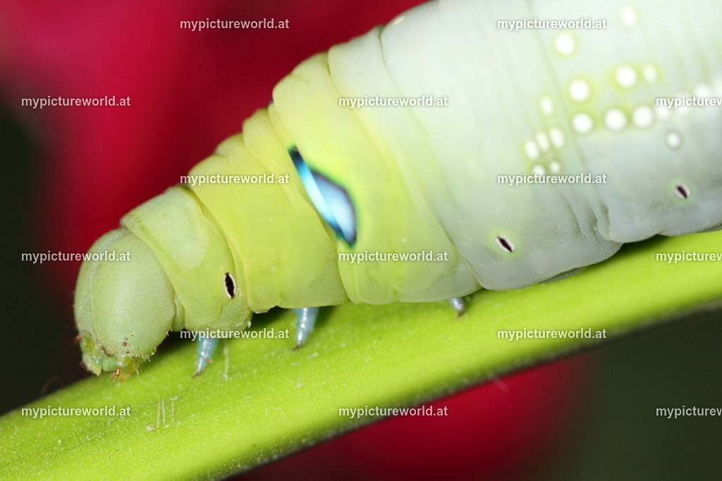 Oleanderschwärmer-052 | Das Bilderarchiv über Tiere, Planzen und Landschaften. In der Bilddatenbank finden Sie ein große Auswahl an hochwertigen Bilder für Ihre Werbung - Realisiert mit Pictrs.com