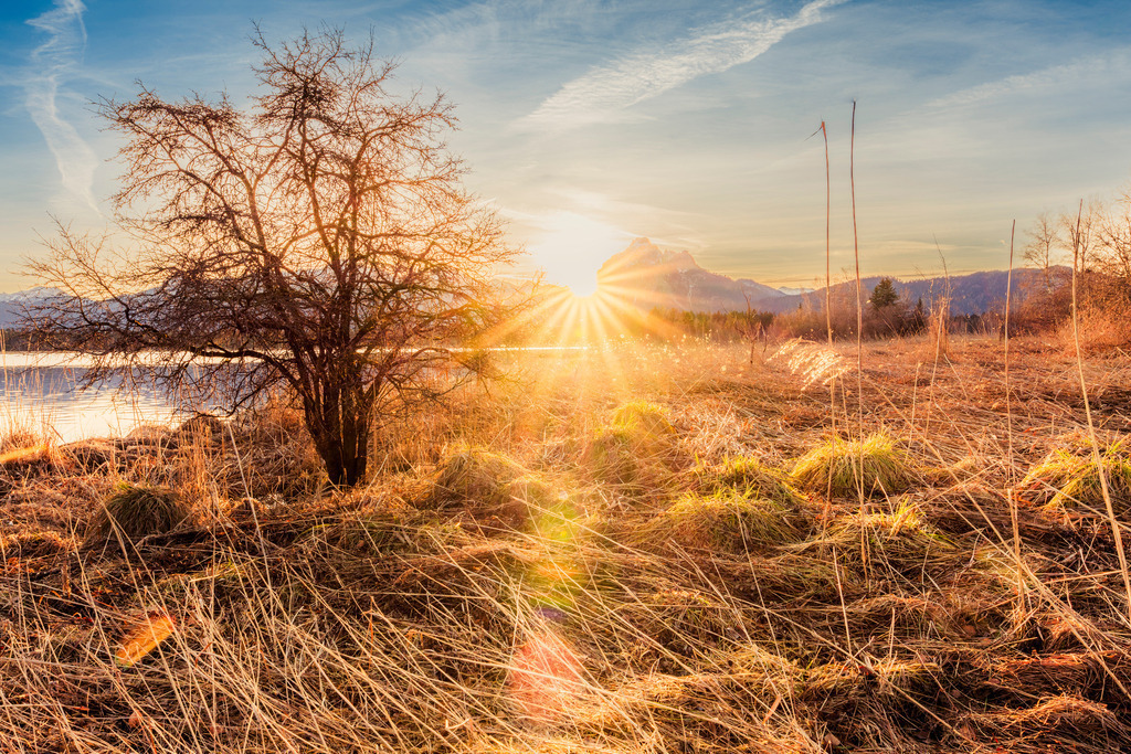 Sonnenaufgang am Ufer des Hopfensees im Allgäu | Diesen wunderbaren Baum kannte ich bis vor Kurzem noch gar nicht. Ich entdeckte ihn zufällig bei einem Spaziergang mit meinem Sohn und gemeinsam warteten wir auf den Sonnenaufgang hinter dem Säuling...