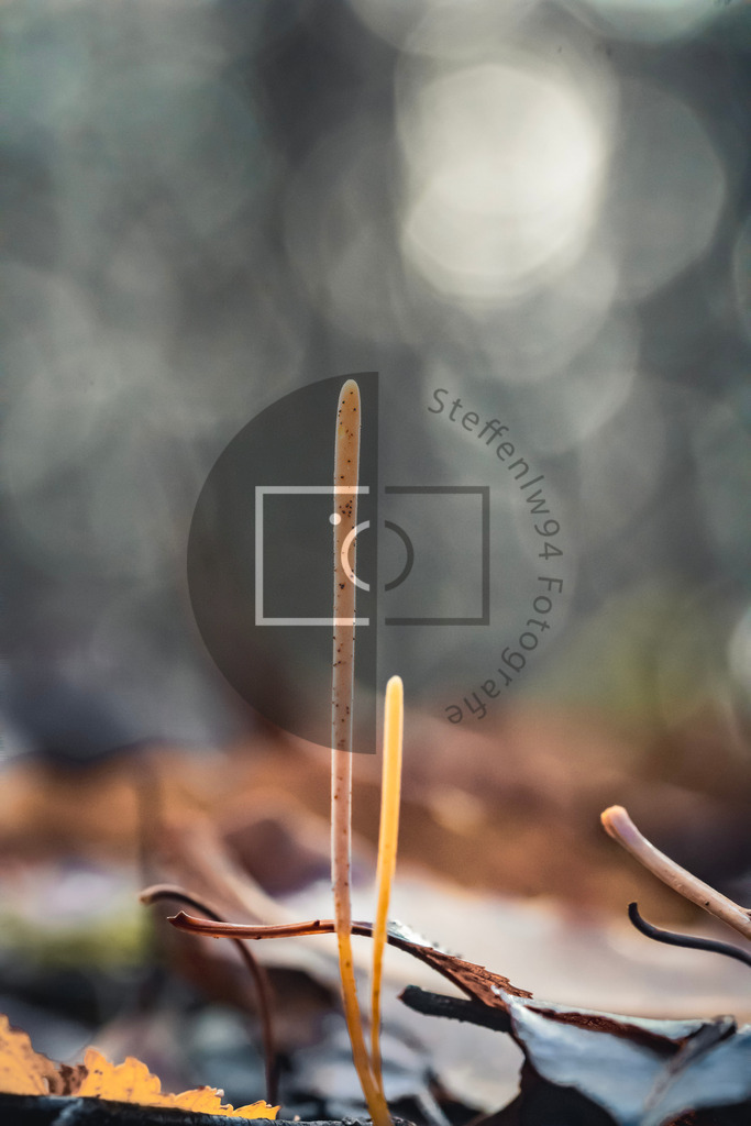 Röhrige Keule (Macrotyphula Fistulosa) Wandbild | Ich bin Fotograf und auf meiner Webseite hast du die Möglichkeit meine fotografie als Wandbilder druckfertig für dein Zuhause zu bestellten. - Realisiert mit Pictrs.com