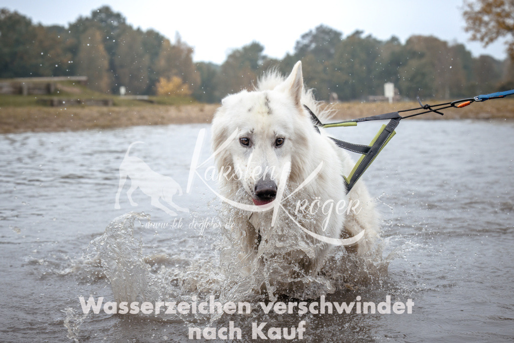 1106_ZZ93053 | kk-dogfotos