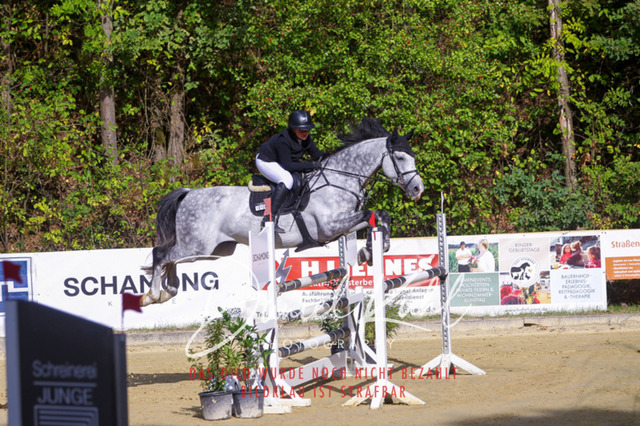 DKP42386 | Turniersportfotografie; Pferdefotografie; Dressurfotografie