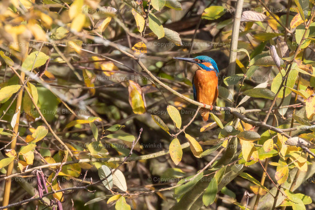 201783 | Tierfotografie, Tierkalender, Tierbilder, Insekten, Spinnen, Vögel, Schmetterling, Libellen, Leinwand, Colorkey, Qualität, Geschenkartikel, Geschenk - Realisiert mit Pictrs.com