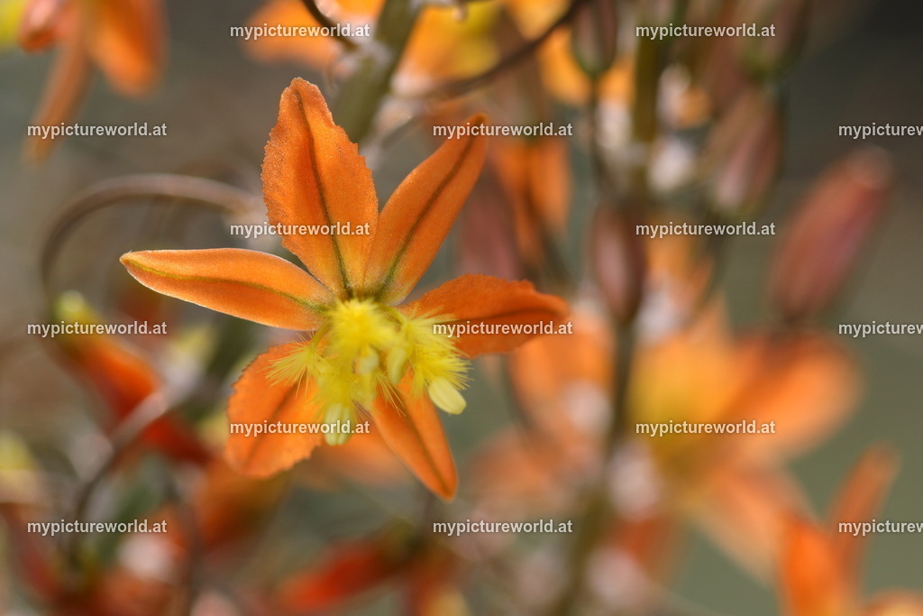 Katzenschwanzpflanze-003 | Das Bilderarchiv über Tiere, Planzen und Landschaften. In der Bilddatenbank finden Sie ein große Auswahl an hochwertigen Bilder für Ihre Werbung - Realisiert mit Pictrs.com