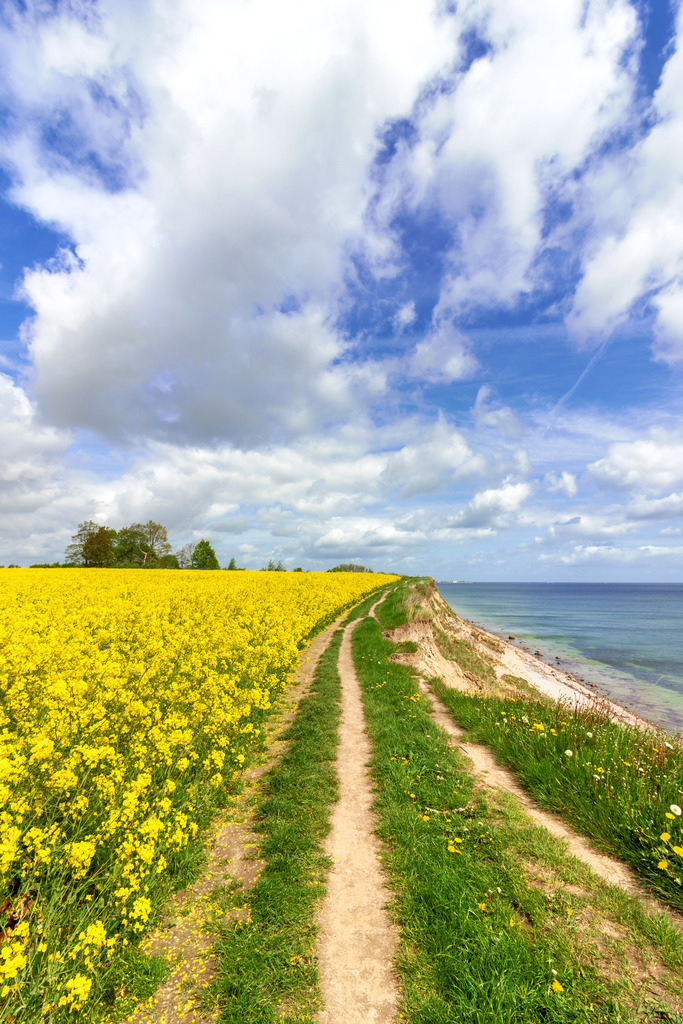 Wandbild: Rapsblüte an der Steilküste in Schönhagen | Dieses Wandbild im Hochformat zeigt einen Wanderweg an der Steilküste in Schönhagen direkt an einem blühendem Rapsfeld. Auf der rechten Seite befindet sich das Meer. Am blauen Himmel sind helle Wolken zu sehen. - Realisiert mit Pictrs.com