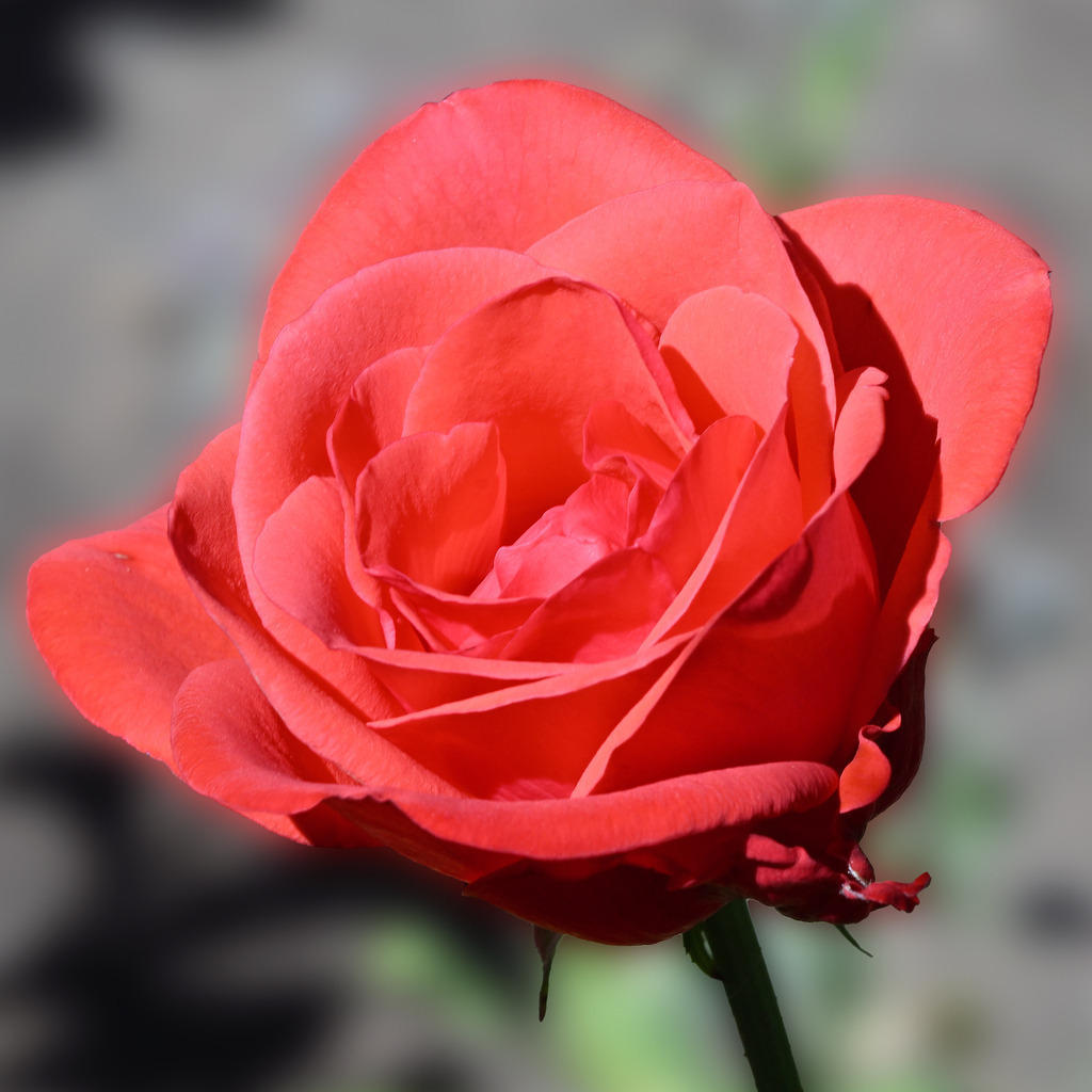 Rose01q-260814 | greenwatching-with-luci - Realisiert mit Pictrs.com