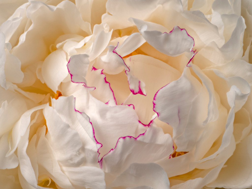 Peony Creme | Fotos in hoher Qualität, extrem scharf, viele schöne Details mit leuchtenden Farben. Blütenbilder für Zuhause, Praxis, Kanzlei oder Büro. Aufnahmen in Low Key, nahezu monochrom. Hochwertige Materialien: Alu Dibond, Hahnenmühle, Forex, Fotodrucke. - Realizzato con Pictrs.com
