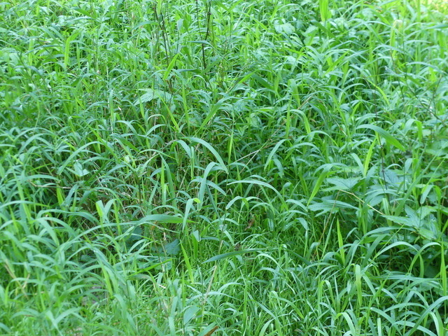 Rohr-Glanzgras | Verkauf von Fotos und  Videoclips zumThema Natur.Motive sind Pflanzen, Tiere, Landschaftenund Wetter - Realisiert mit Pictrs.com
