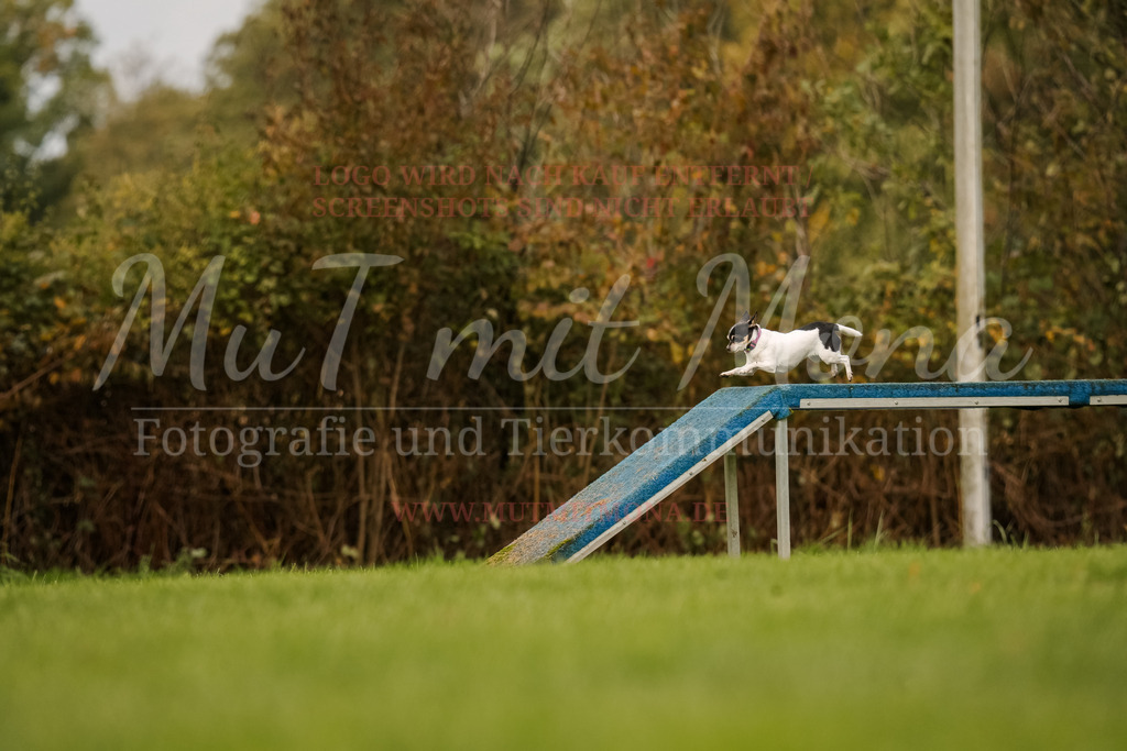 20251005_THS_Turnier-613 | MuT (Mensch und Tier) mit Mona - Fotografie und Tierkommunikation - Realisiert mit Pictrs.com