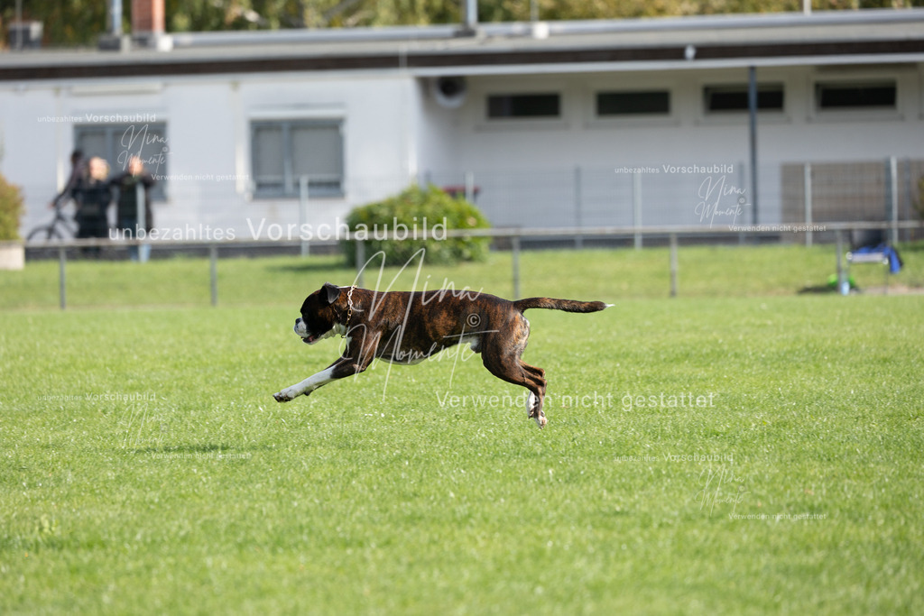 _16A6886 | Einzigartige Fotos von Hunden & Menschen –Actionfotos, Portraits, Vereinsaufnahmen & Paarshootings – authentisch, lebendig & mit Herz.