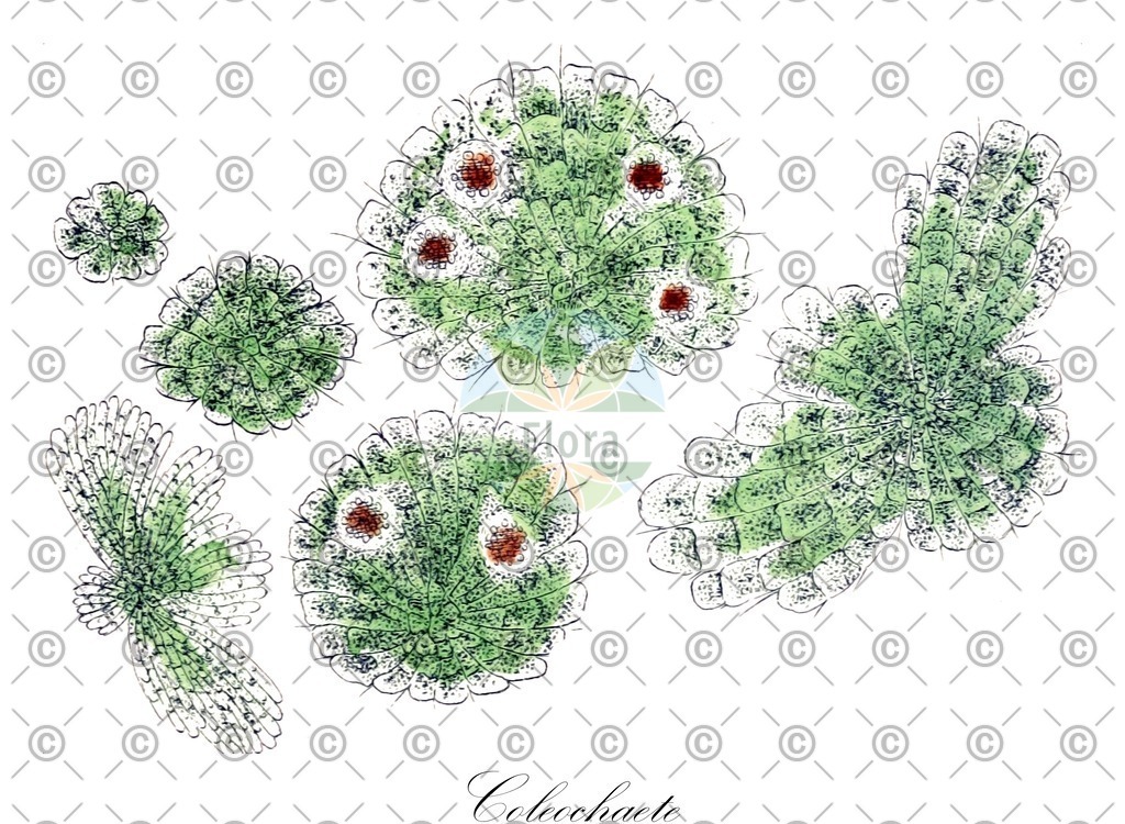 HistAbb_3S7D_4_ENZY_Simple | Historische Abbildung von Coleochaete - Coleochaetaceae (0) | Historical Illustration of Coleochaete - Coleochaetaceae (0)