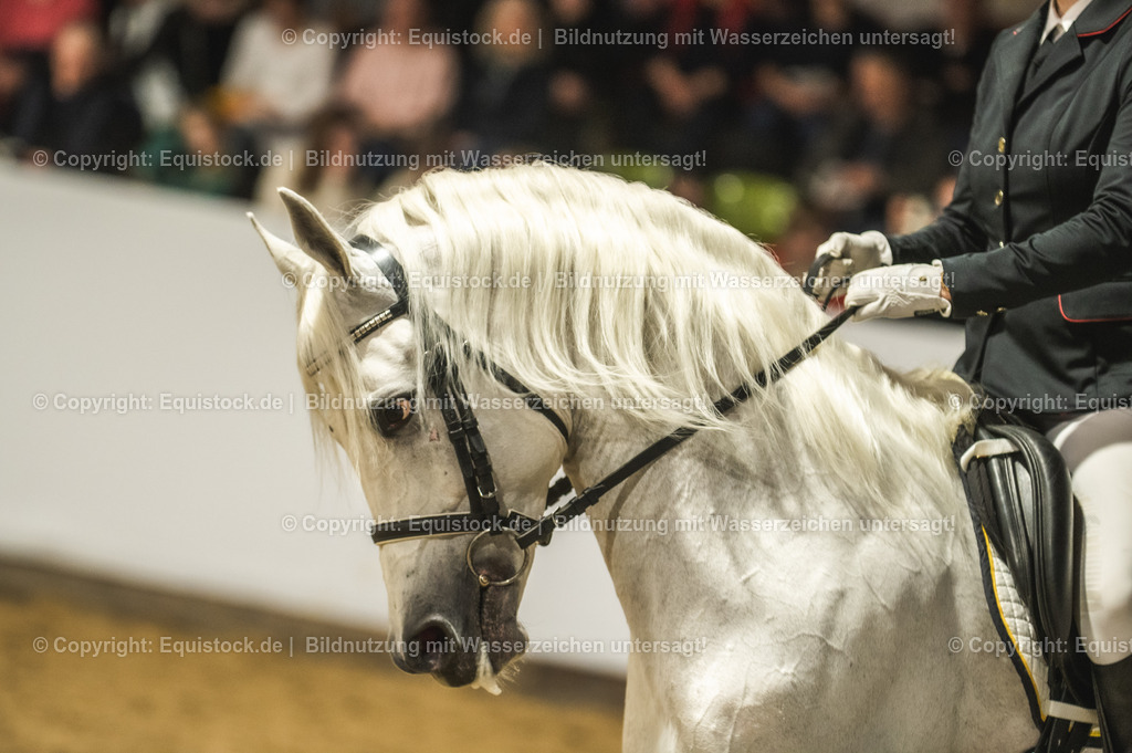 20240302_Hengstvorstellung_Marbach_TOMsPiC_1000 | equistock