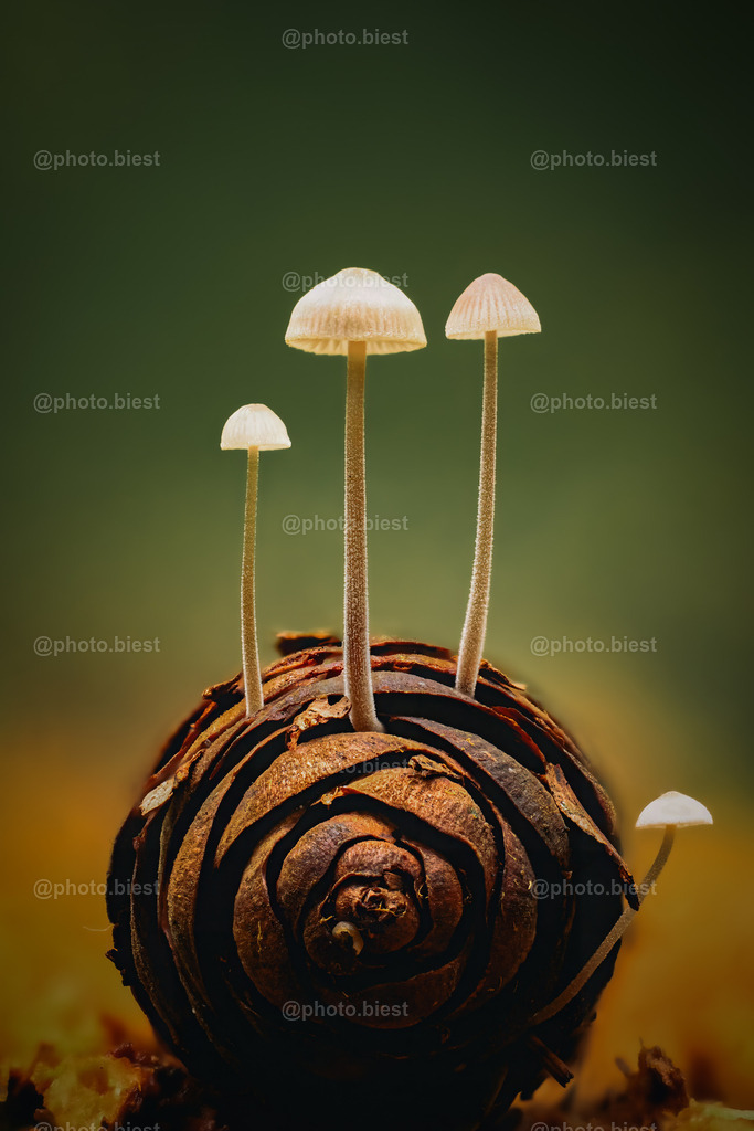 Zapfenstreich | 4 kleine Pilze wachsen aus einem Tannenzapfen. - Realisiert mit Pictrs.com