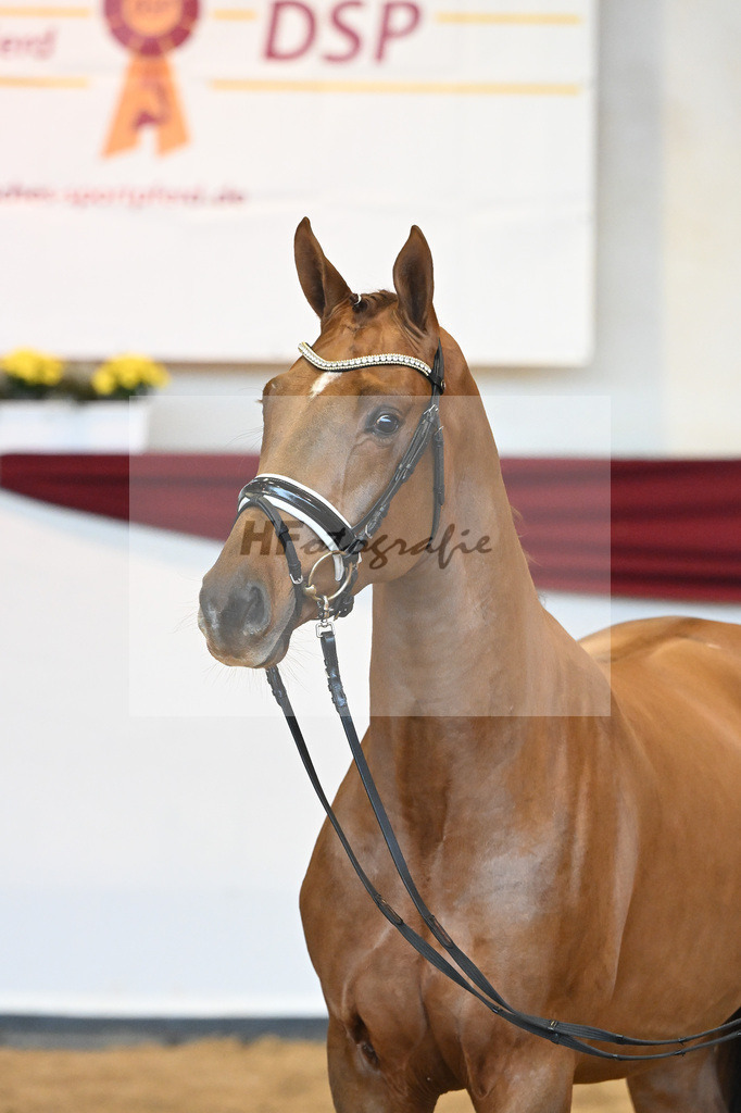 Kat-Nr. 37 v. Jazz_Stahl_66221917 | hf-fotografie - Realisiert mit Pictrs.com