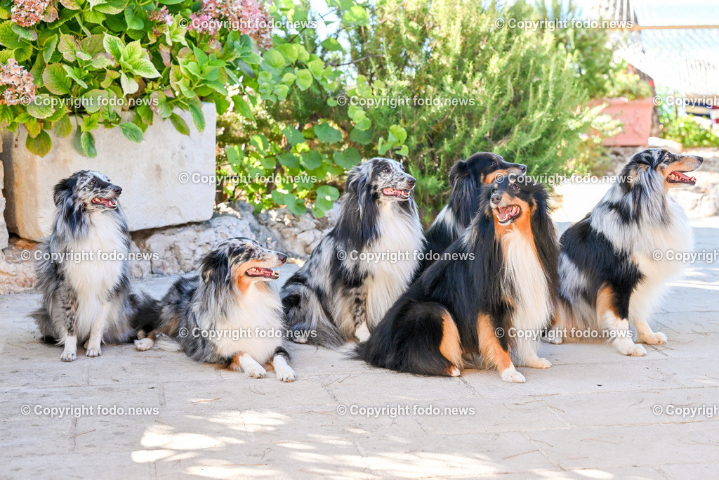 Hunde in Kroatien_ 31.07.2023-39 | 31.07.2023, Kroatien, HRV, Brač, Insel in Dalmatien im Bild Hunde, Shelties