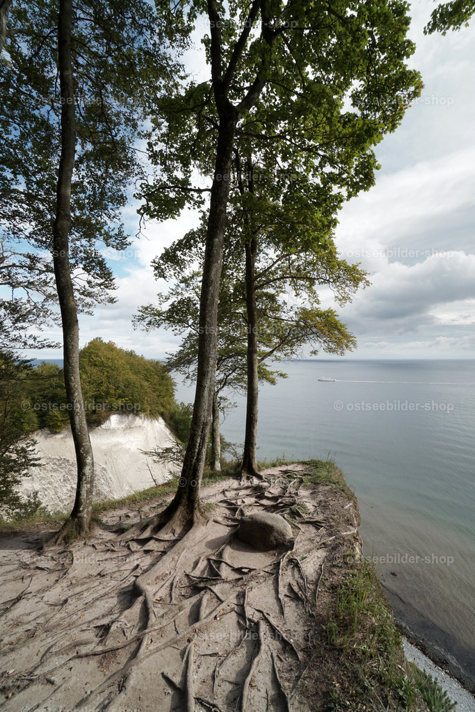 Hochufer am Tipper Ort | Keilförmig ragt der Kreidefelsen am Tipper Ort aus dem Hochufer heraus. Die wenigen Bäume auf dem Plateau klammern sich mit den Wurzeln am Untergrund fest.