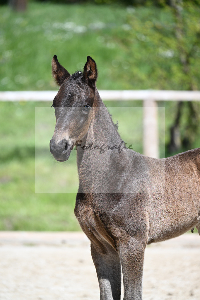 Foundation x Soliman de Hus_HF_Engbert_11240417 | hf-fotografie - Realisiert mit Pictrs.com
