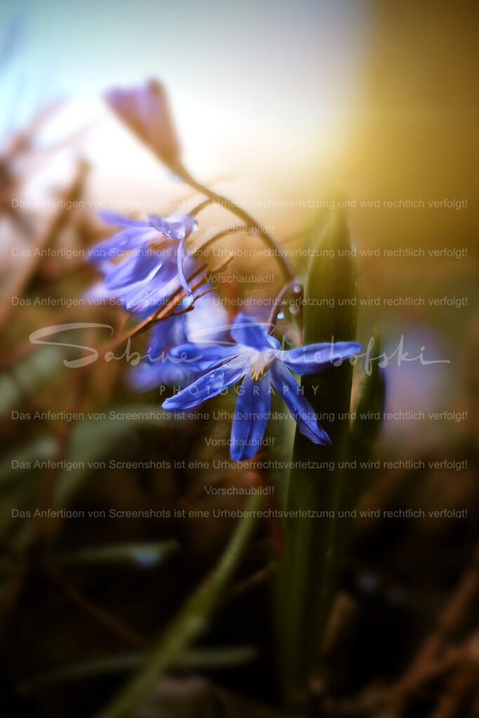 Wandbild Blaustern | People- und Tierfotografie, Imageaufnahmen, Veranstaltungsfotografie und Wandbilder aus der Natur ★ Made in Germany ✔️ Druck + Downloads ✔️ Naturfotografie in Top Qualität ★ schneller Versand, weltweite Lieferung! - Realisiert mit Pictrs.com